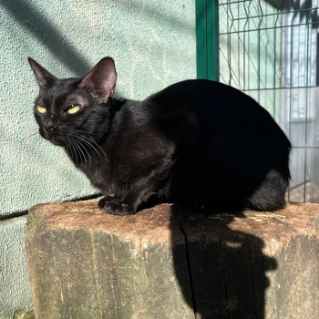 destacada CUCA 228-25-2