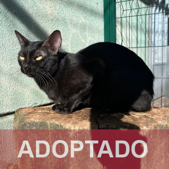 adoptada destacada CUCA 228-25-2