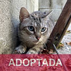 adoptada destacada KENDALL- Gata Hembra - Nº Registro 11125 (1) copia 2