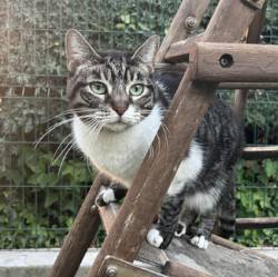 destacada KITY 232-25-1