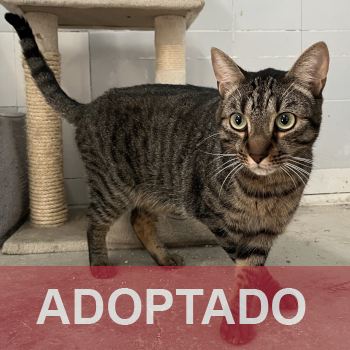 adoptado destacada LUKA - Gato macho - Patio - Nº Registro 12226 (3)