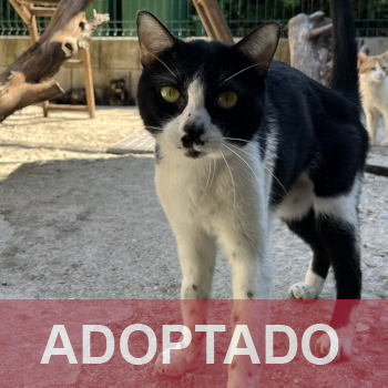 adoptado destacada Oreo - Gato macho - Patio - Nº Registro 54-26 (1)