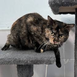 destacada PITA 226-25-1