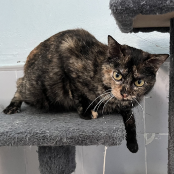 destacada PITA 226-25-1