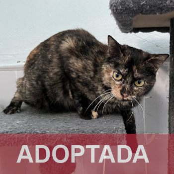 adoptada destacada PITA 226-25-1