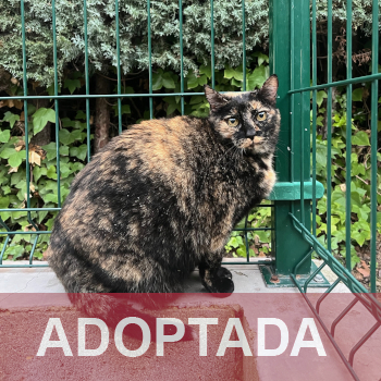 adoptada destacada RASKI 231-25-3