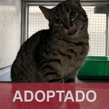 adoptado destacada RASLI 216-25-1
