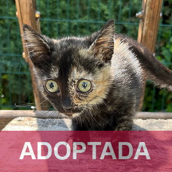 adoptada TUNA - Gata HEMBRA - N Registro 6425 (4) copia 2
