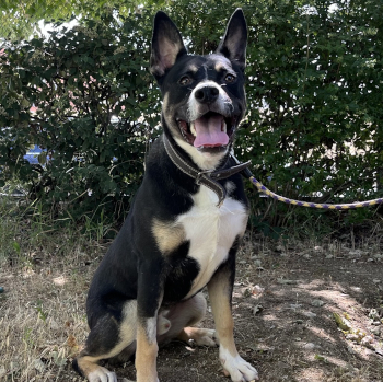 destacada BLACKY - Perro Jaula 17 - Nº Registro 9826 (2)