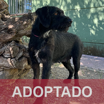adoptada destacada Bruma - Perro Jaula 1 N Registro 148-25 (3) copia