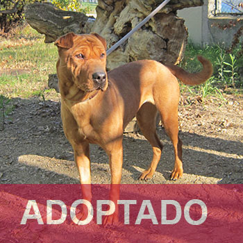 destacada Chispa - Perro Jaula 12 N Registro 231-24 adoptado