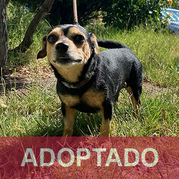 adoptado destacada CHISPI- Perro Jaula-3 Nº Registro 9025 (1) copia 2