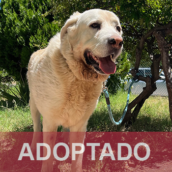 adootado destacada CHUM - Perro Jaula-28 Nº Registro 7125 (1) copia