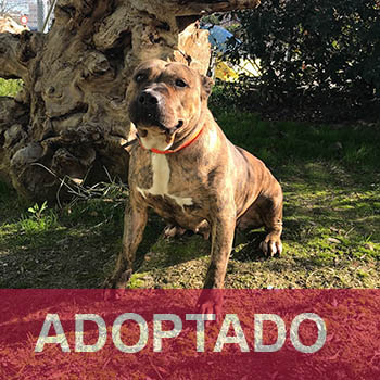 Kika adoptado - Perro Jaula 20 N Registro 228-21 copia 2