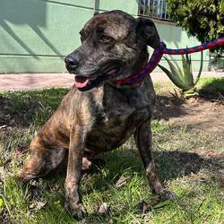 destacada Kiko - Perro Jaula 14 N Registro 45-20 (2) copia