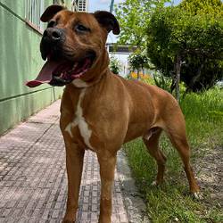 destacada Kirfi - Perro Jaula 7 - Número Registro 182-23 (1) copia