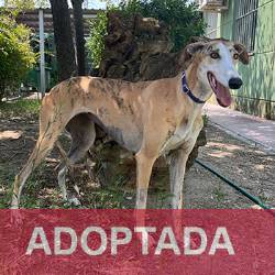 adaptada destacada LUNA- Perro Jaula 25 Nº Registro 12325 (1) copia 2