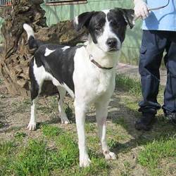 destacada MARSHALL - Perro Jaula 12 N Registro 20-25 (1) copia