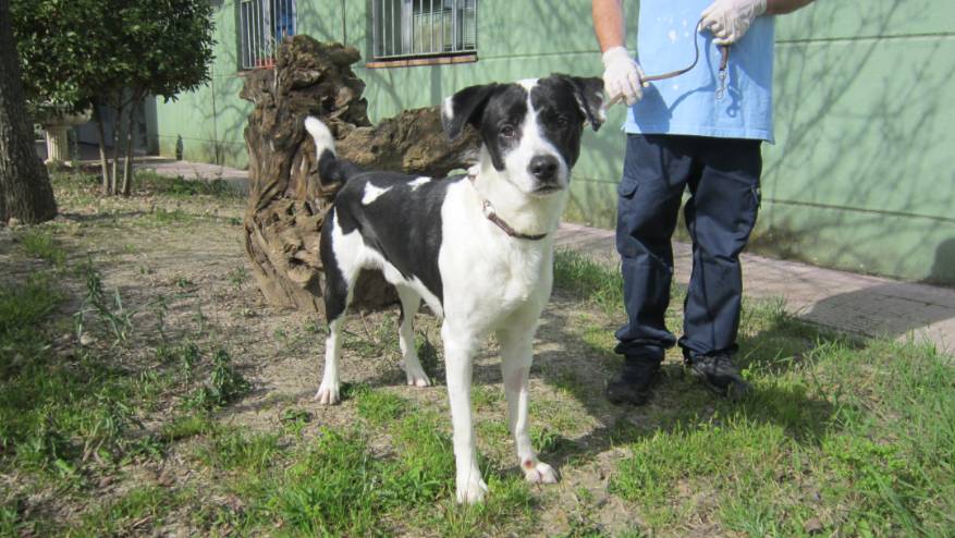 MARSHALL - Perro Jaula 12 N Registro 20-25 (1)