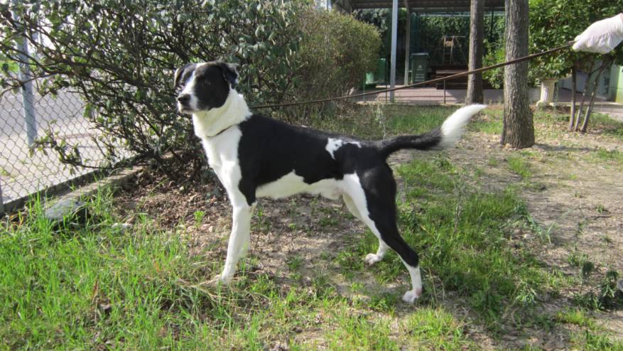 MARSHALL - Perro Jaula 12 N Registro 20-25 (2)