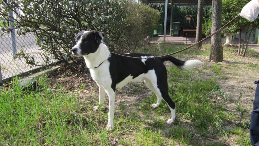 MARSHALL - Perro Jaula 12 N Registro 20-25 (3)