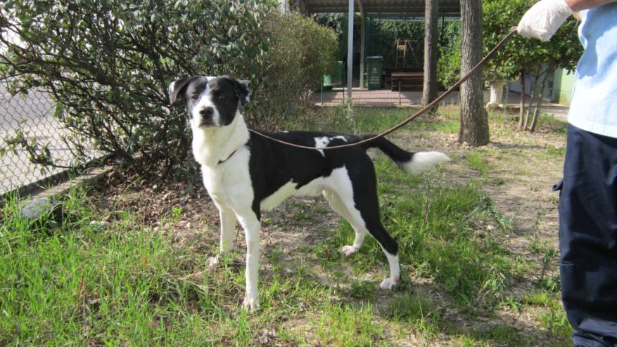 MARSHALL - Perro Jaula 12 N Registro 20-25 (4)