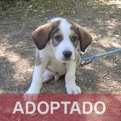 ADOPTADO destacada Pin - Perro Jaula 2 N Registro 184-25 (1) copia