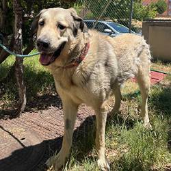 destacada SHIBA- Perro Jaula-27 Nº Registro 7025 (1) copia