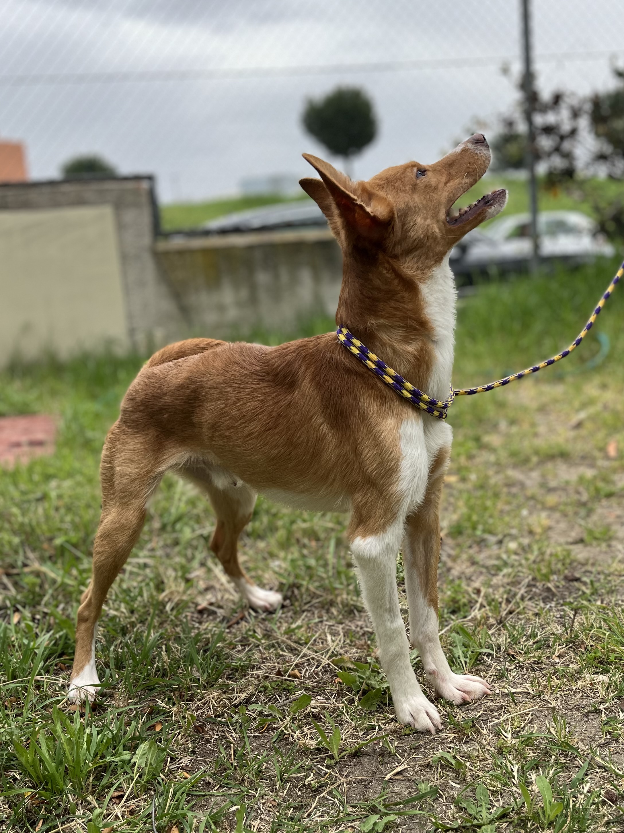 Timy - Perro Jaula 1 Nº Registro 40/26 | Mostoles Adopta