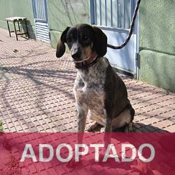 destacada Zar - Perro Jaula 3 N Registro 25524 adoptado