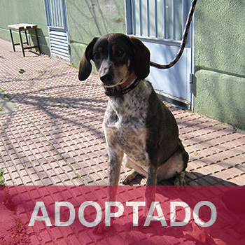 destacada Zar - Perro Jaula 3 N Registro 25524 adoptado