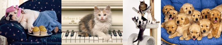 Banner Principal de Mostoles Adopta