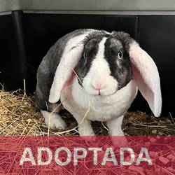 adoptada destacada BELA - Conejo - N Registro 19-25 (3) copia 2