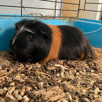 destacada COBA - Cobaya - Nº Registro 8525 (3) copia