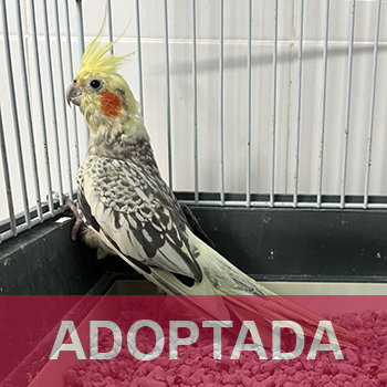 adoptada destacada NINFA - ninfa- Nº Registro 8225 (1) copia 2