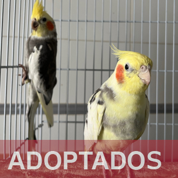 adoptados destacada Ninfas 2026 (6)