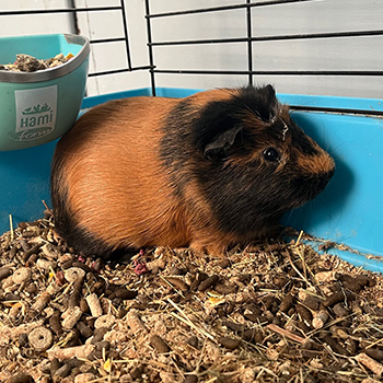 destacada RONI - Cobaya - Nº Registro 8425 (2) copia