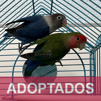 adoptados destacada Truco y Traca - pareja AGAPORNIS - Nº Registro 7925 Y 8125 (1) copia 2