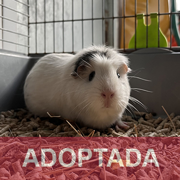 ADOPTADA TUNA - Cobaya - N Registro 7-25 (4) copia 2