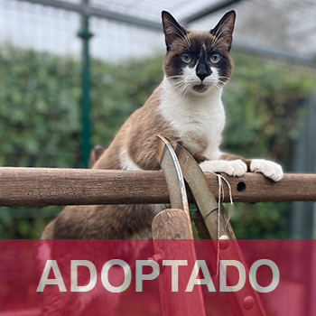 destacada adoptado Andy - Gato Jaulón - N Registro 16-25