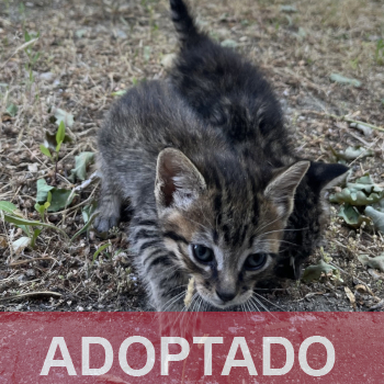 adoptado destacada CAMADA - Gato macho – GD.3 - Nº Registro 95-26 (1)