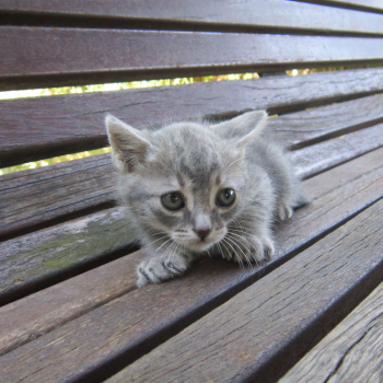 destacada CAMADA - Gato macho – GD.8 - Nº Registro 79-26 (1)