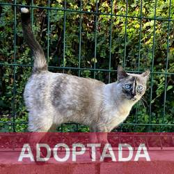 adoptado Fibi Gato Jaulón Reg. 29-25 2 copia