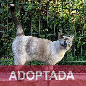 adoptado Fibi Gato Jaulón Reg. 29-25 2 copia