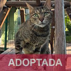 adoptada destacada KEYLIE - Gata Hembra - Nº Registro 11225 (1) copia 2