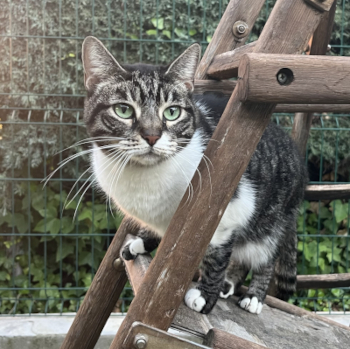 destacada KITY 232-25-1