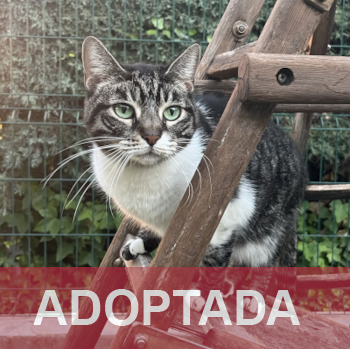 adsoptada KITY 232-25-1