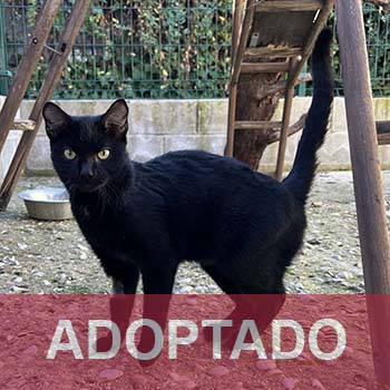 destacada Luna - Gato Jaulón - N Registro 247-24 (1) copia 2