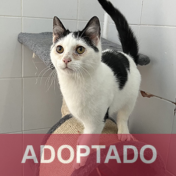 adoptado destacada Micho - Gato Jaulón - Nº Registro 241-24