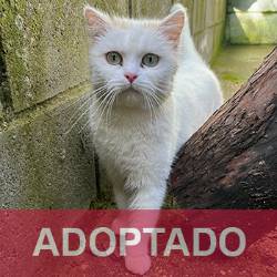 destacada Nube - Gato Jaulón - N Registro 625 (1) copia